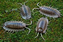 Asseln zum Streicheln / 25 cm / GFK / Senckenberg-Museum Görlitz Asseln zum Streicheln / 25 cm / GFK / Senckenberg-Museum Görlitz